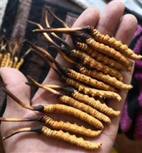 佛山回收冬虫夏草价格-回收西藏冬虫夏草的价格一克