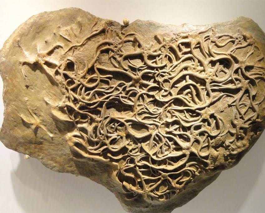 生物管虫化石快速销售全部记录