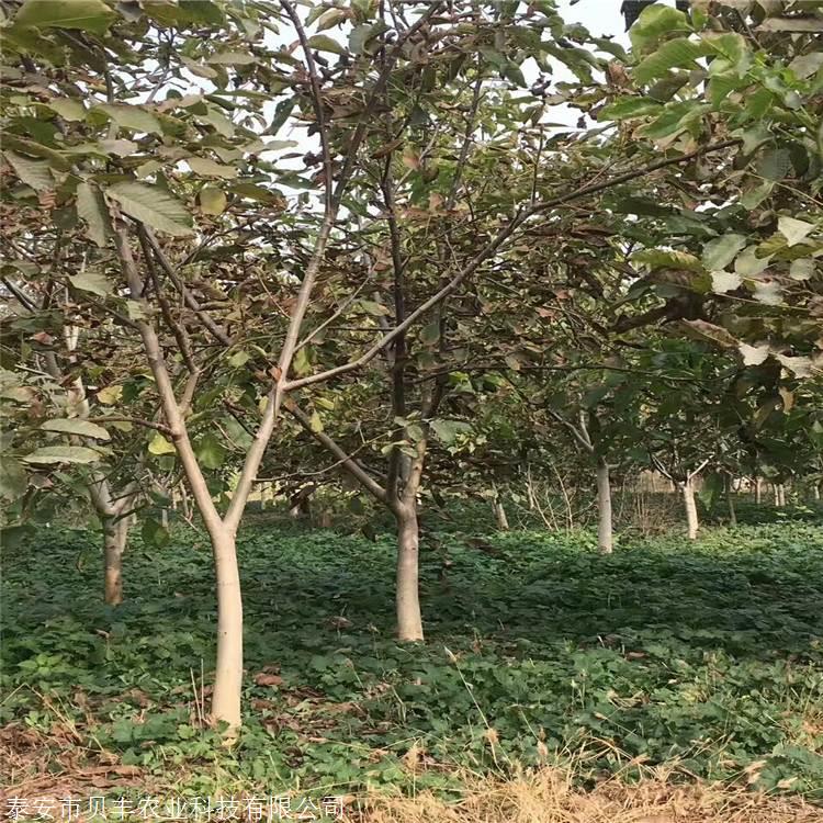 嫁接核桃树苗山东价格 -嫁接核桃苗栽植时间