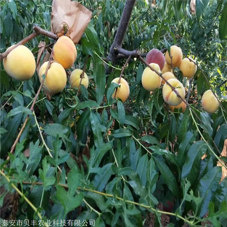 中油4号桃树苗亩产量-中华寿桃树苗结果周期