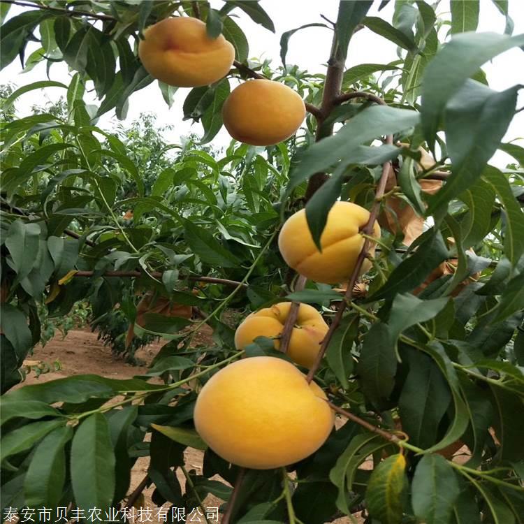 黄菊油桃树苗图片-肥桃树苗肥水管理