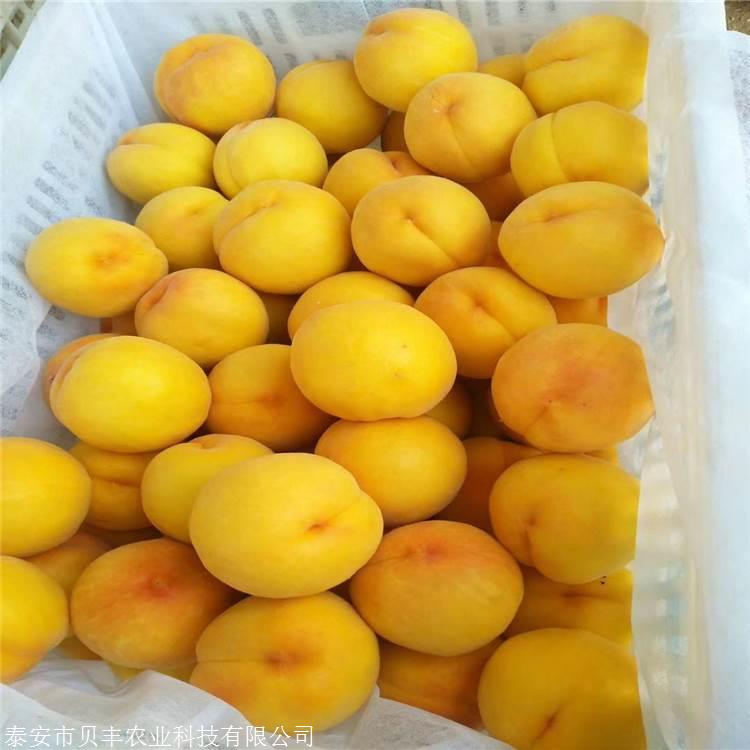 黄金脆桃树苗大量供应-93桃树苗整形修剪