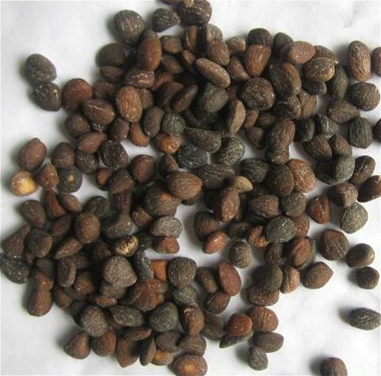 5百斤深山含笑种子供应价格 产地直销品质优良