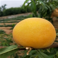 ƽ1-޼