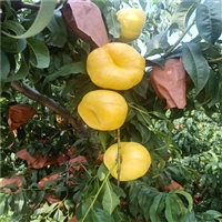 黄金蜜1号桃树苗价格-油蟠7桃树苗结果周期