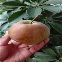 早酥红梨树苗成熟期 玉露香梨树苗栽植株行距