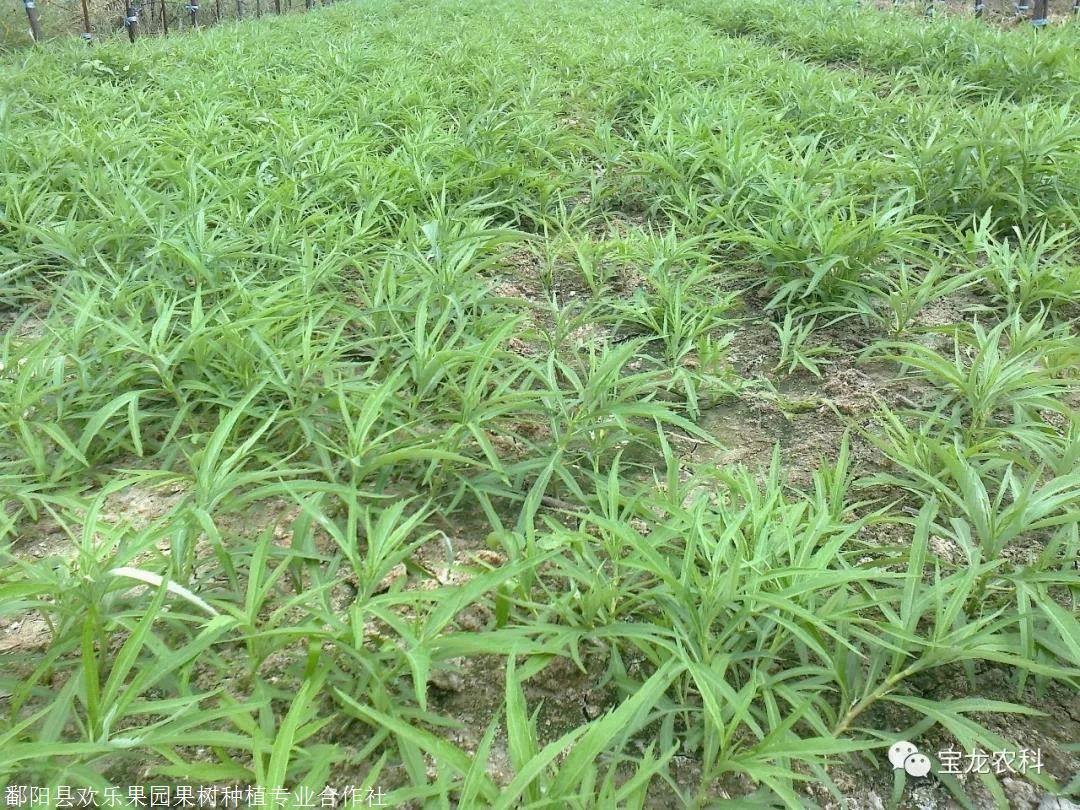 藜蒿的营养值和种植技术介绍