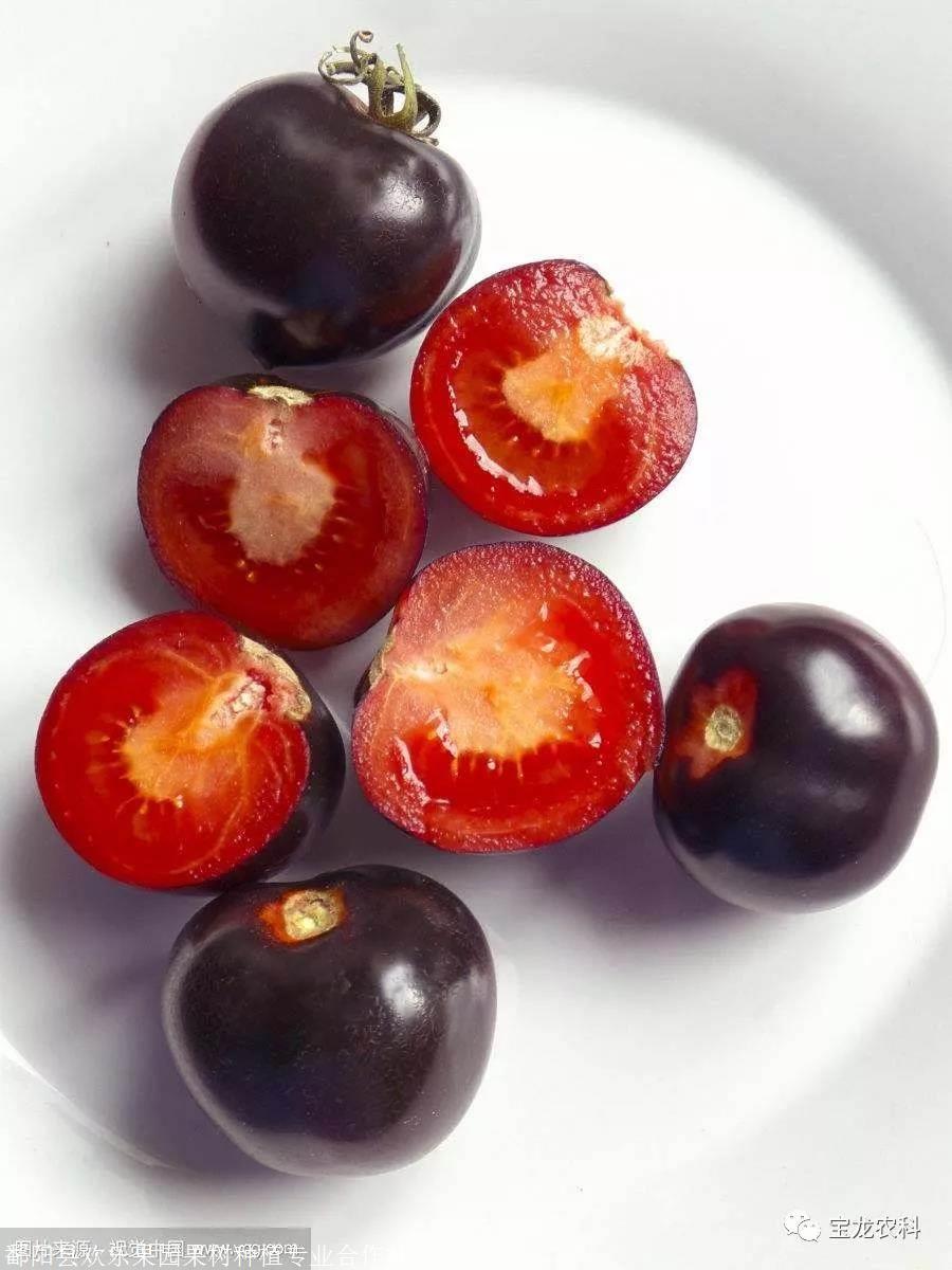 黑西红柿的照片图片