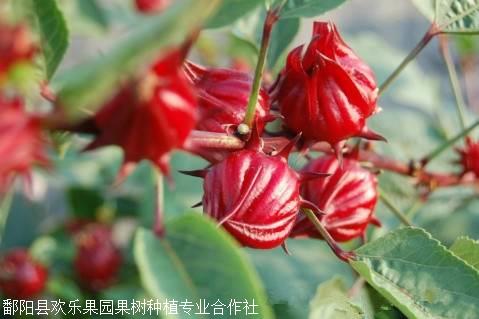 洛神果营养花茶的功效与作用洛神果种子批发