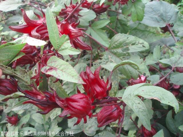 洛神果营养花茶的功效与作用洛神果种子批发