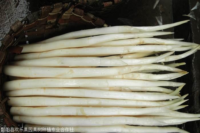 草牙菜怎么吃,草牙菜苗批发,白莲参草牙菜种植