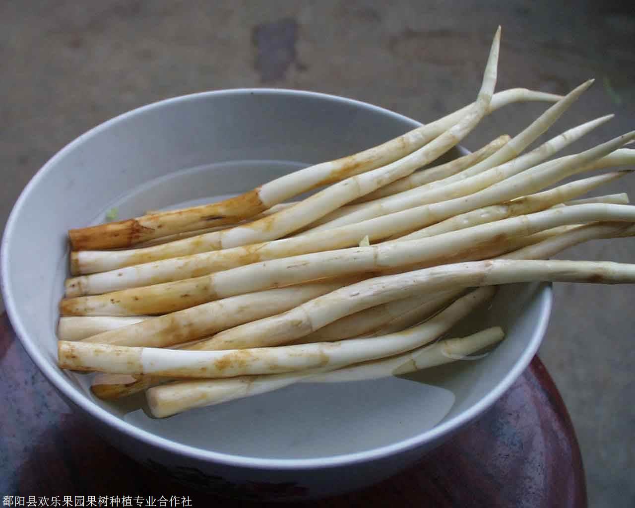 草牙菜怎么吃草牙菜苗批发白莲参草牙菜种植