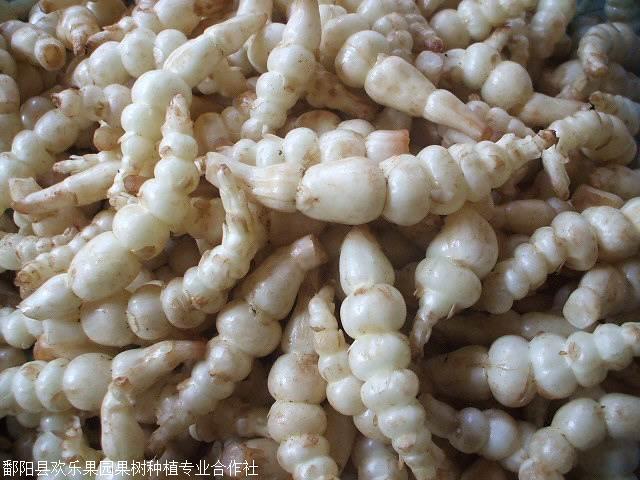 地笋怎么吃地笋批发地笋种根苗批发