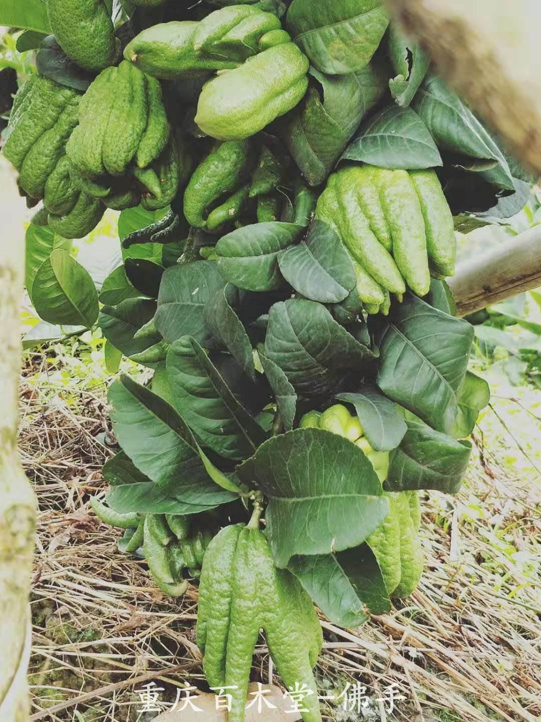 川佛手种植前景佛手种植条件要求