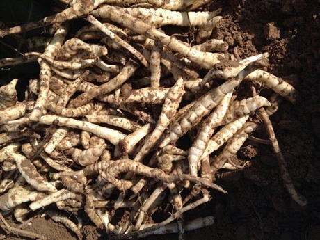 地笋怎么吃地笋批发地笋种根苗批发