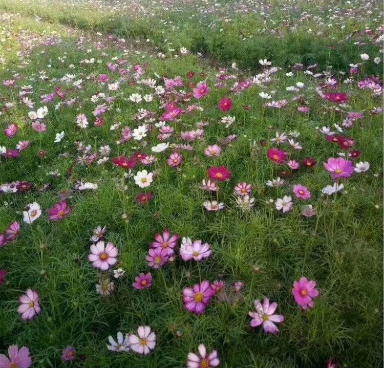 波斯菊和格桑花是一种花吗(格桑花种子什么时候播种最好)