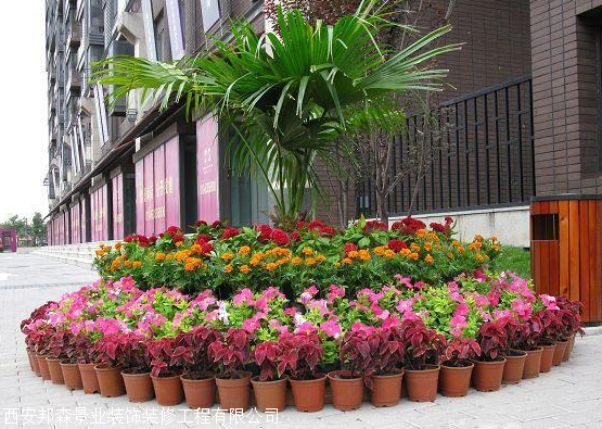 西安花卉批发市场绿植租赁价格合理西安邦森景业装饰
