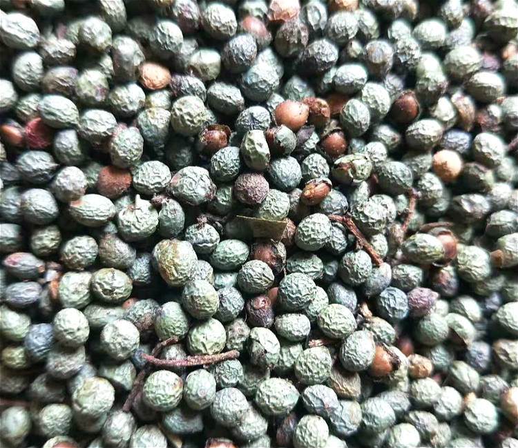 元宝枫种子产地价格 一级元宝枫种子供应