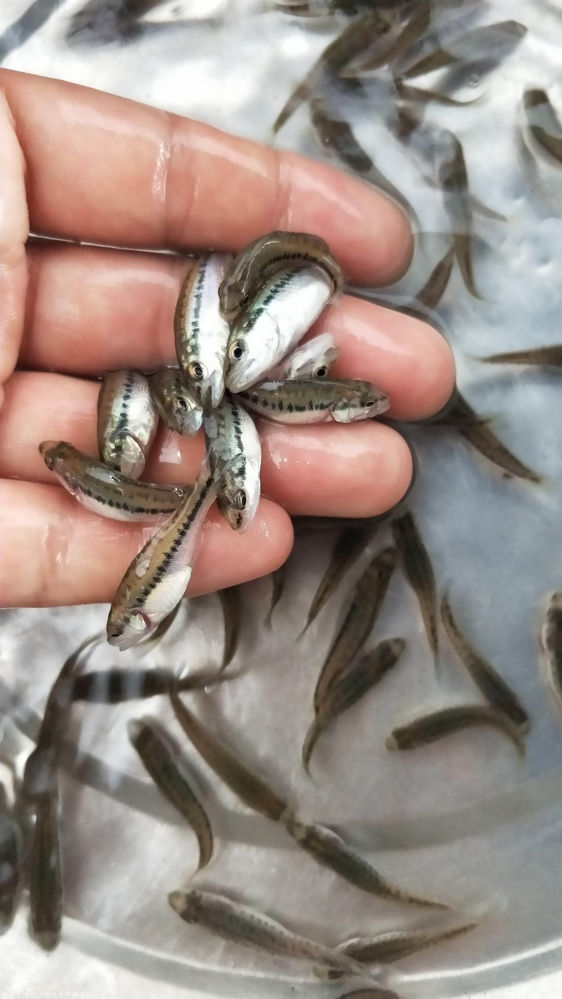 廣東清遠求購黃顙魚苗泥鰍苗加州鱸魚苗批發價格