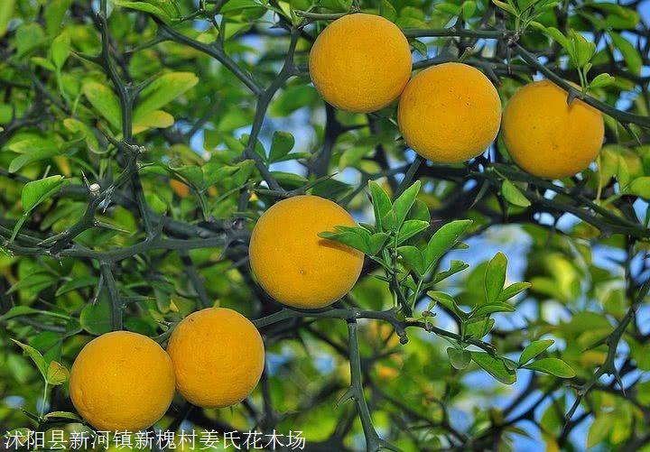 大量铁篱寨 枳壳 火棘 黄刺梅种子及其小苗快递全国枸桔种子多少钱