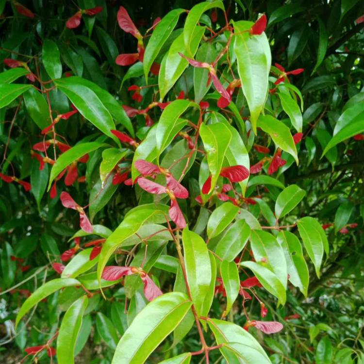 1至5年红翅槭价格 红翅槭杯苗