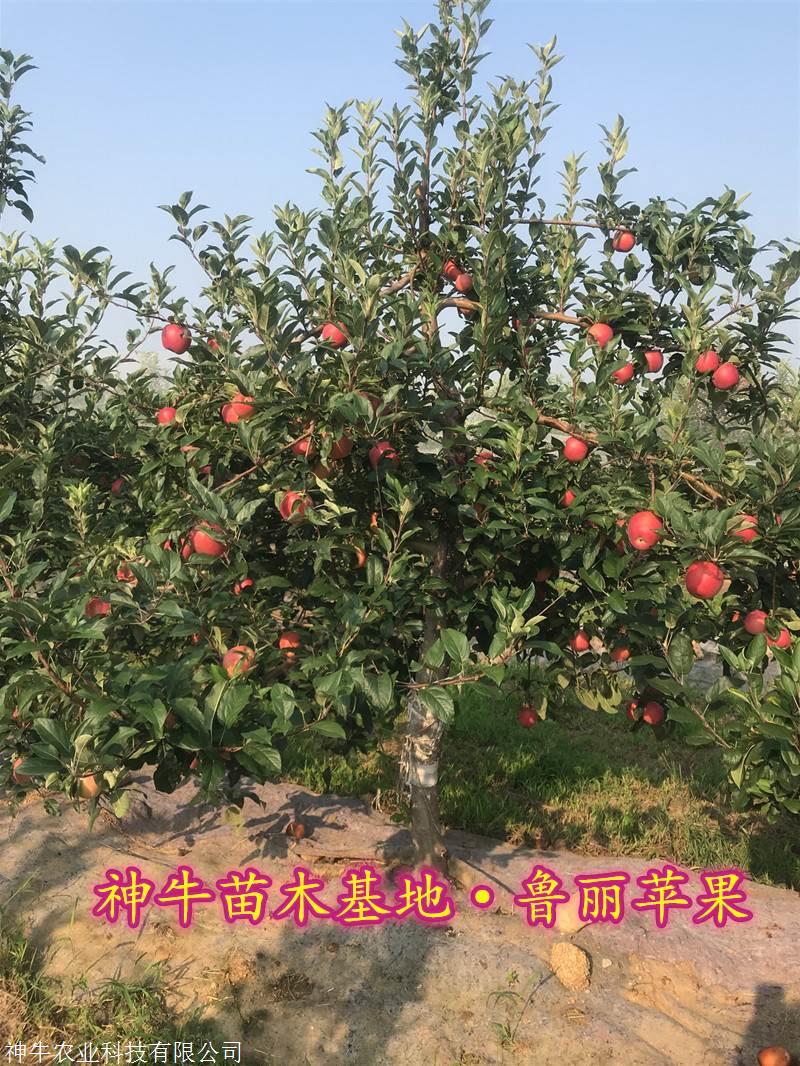 4公分鲁丽苹果树 矮化鲁丽苹果苗