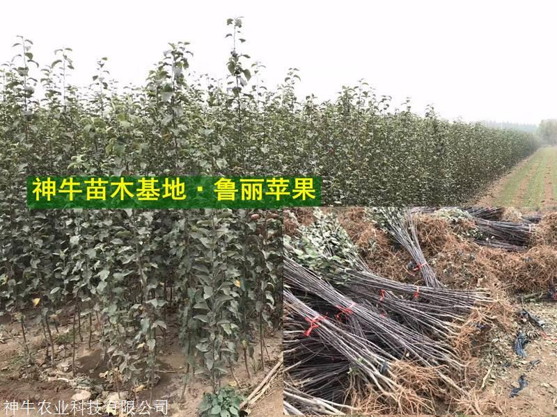 4公分鲁丽苹果树 矮化鲁丽苹果苗