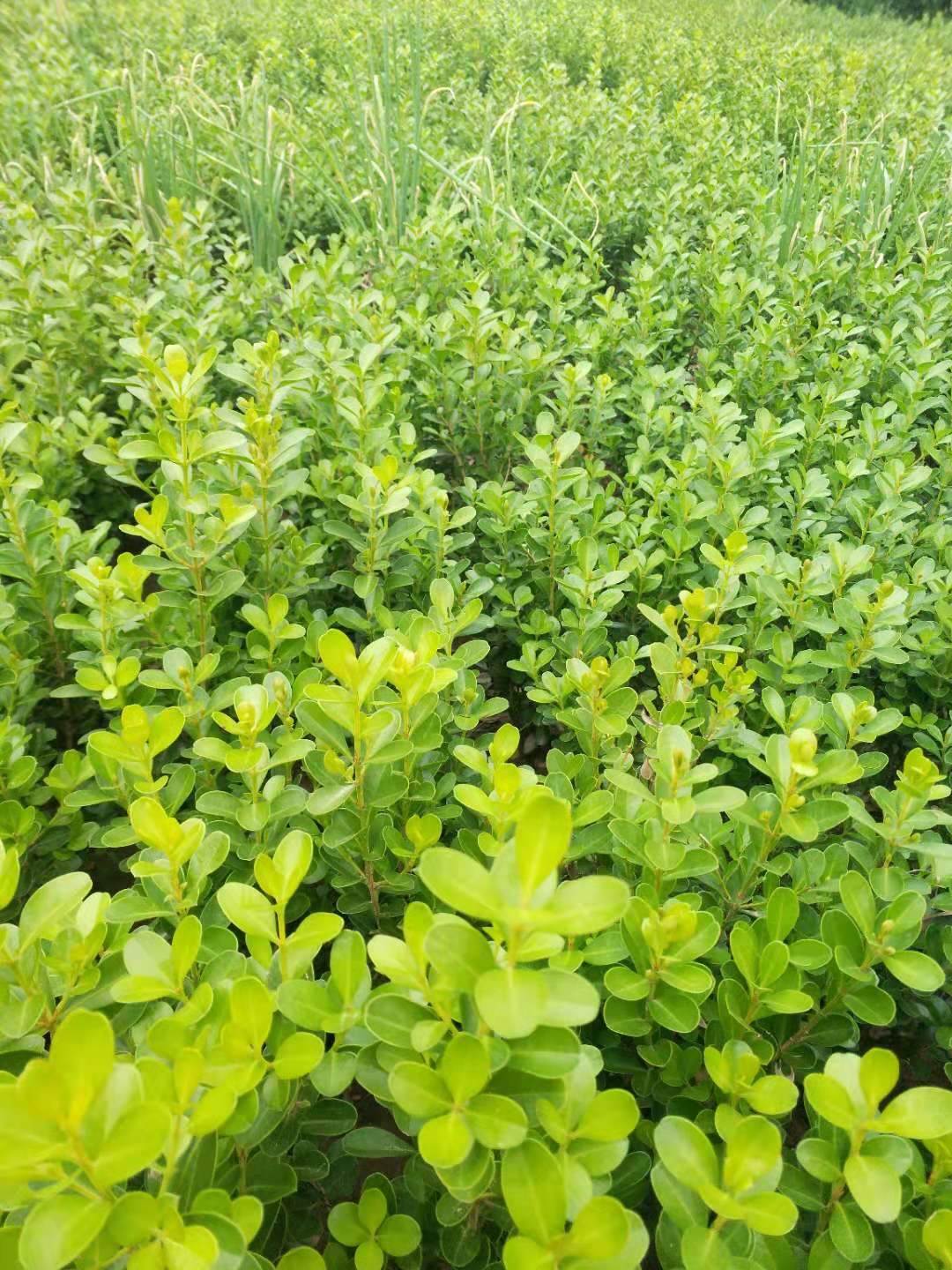 豆瓣黄杨球 豆瓣黄杨球价格 出售1公分小叶黄杨