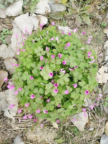 紫叶榨酱草 紫叶醡浆草 红花醡浆草价格公道