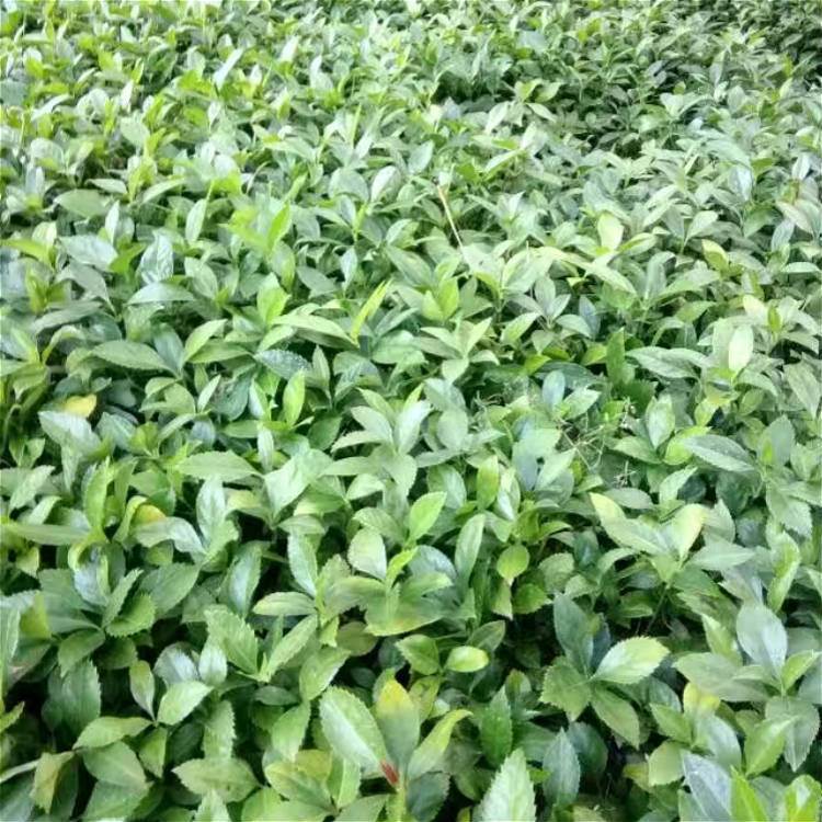 30公分草珊瑚苗木产地廉价供应