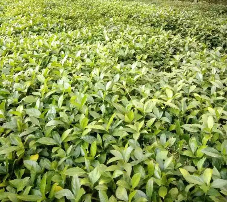 1-2年草珊瑚小苗价格 草珊瑚杯苗同步供应