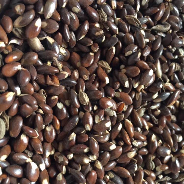 中华蚊母种子价格蚊母种子江西供应商