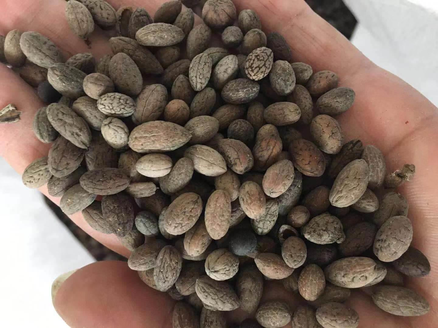 供应杜英种子山杜英种子价格九江杜英种子批发