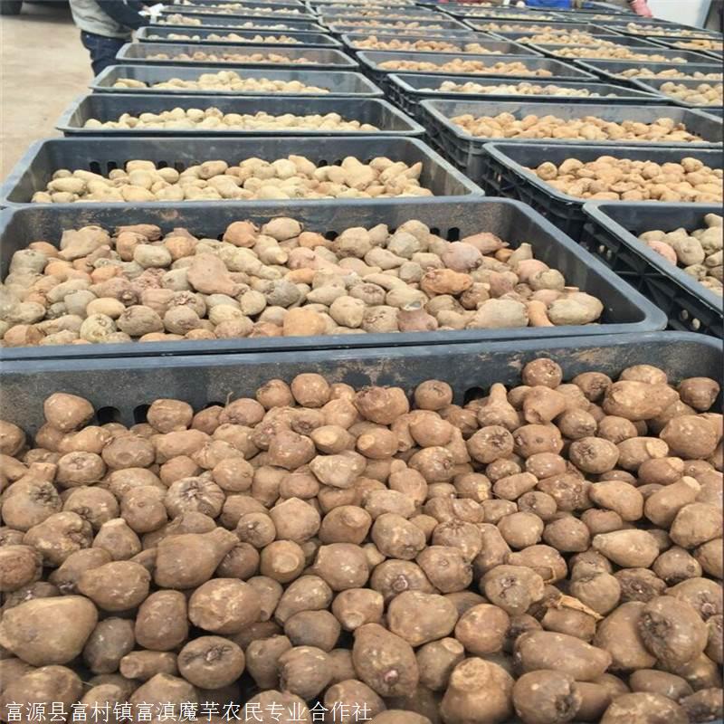 珠芽魔芋多苗接力生长 花魔芋种子批发 魔芋种子联系电话