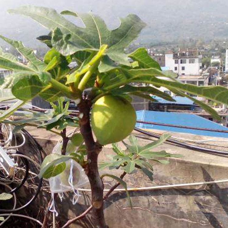 豐產黃無花果樹幾年豐產谷川無花果樹森林木無花果苗基地