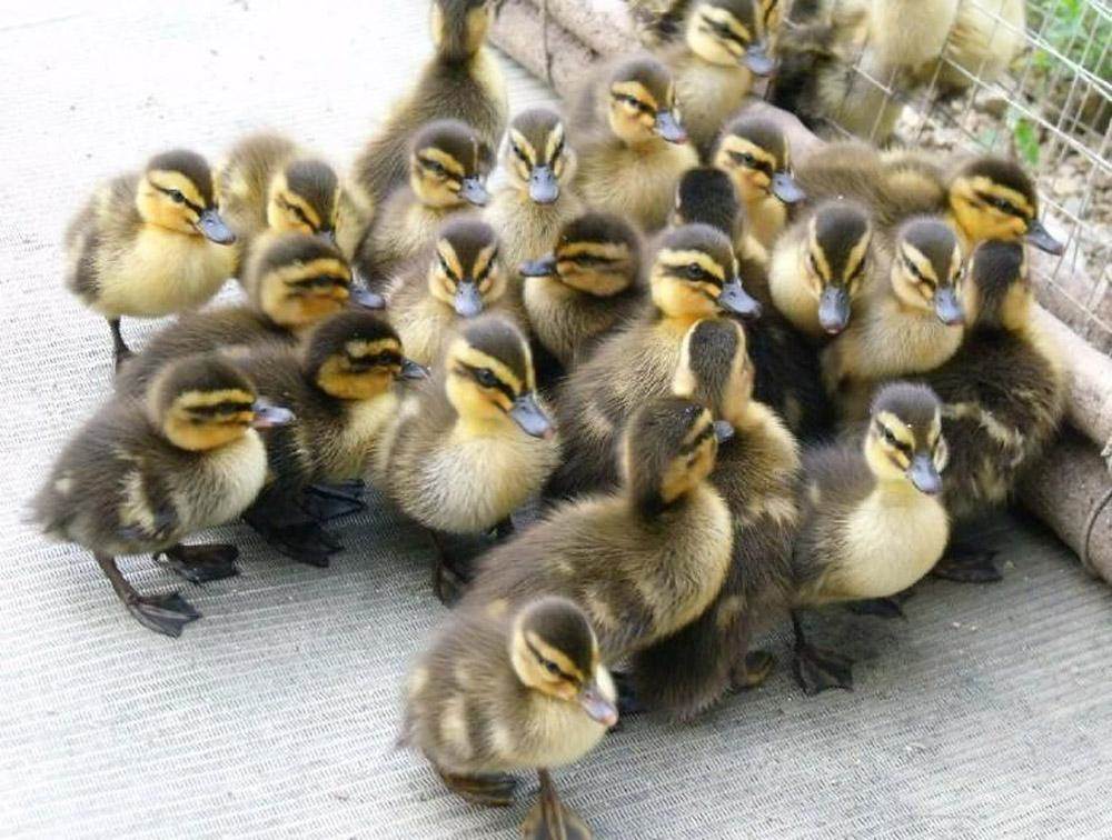 贵州番鸭苗价格 大种番鸭苗销售