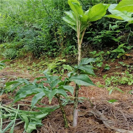 魔芋种子多少钱一吨四川魔芋种植基地种子魔芋种子多少钱一斤