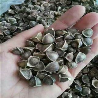 辣木子批发价格   辣木子可以解酒
