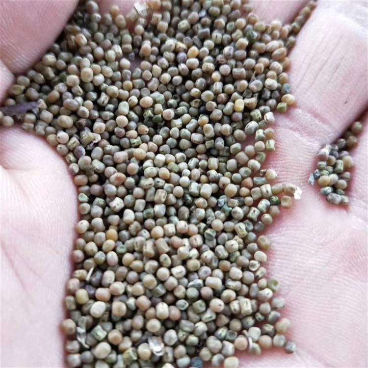 基地生长习性多花木兰种子昊天园林多花木兰种子大量批发