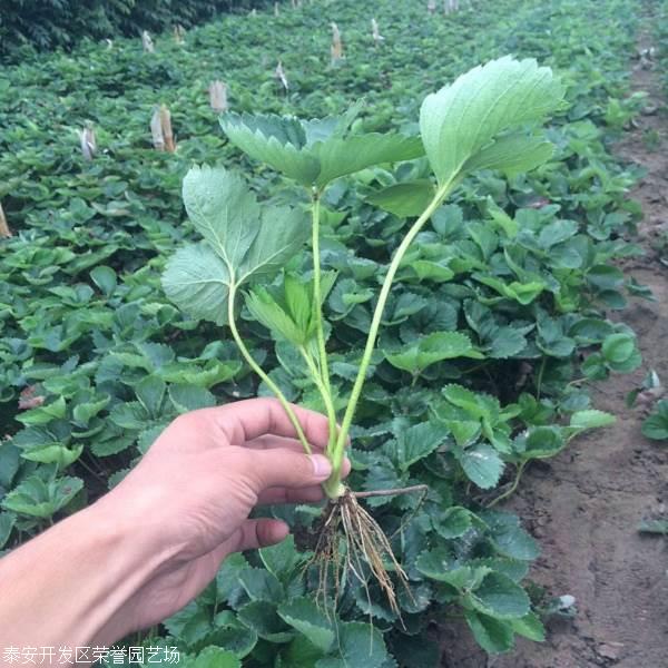 草莓苗热销品种草莓苗价格草莓苗产地
