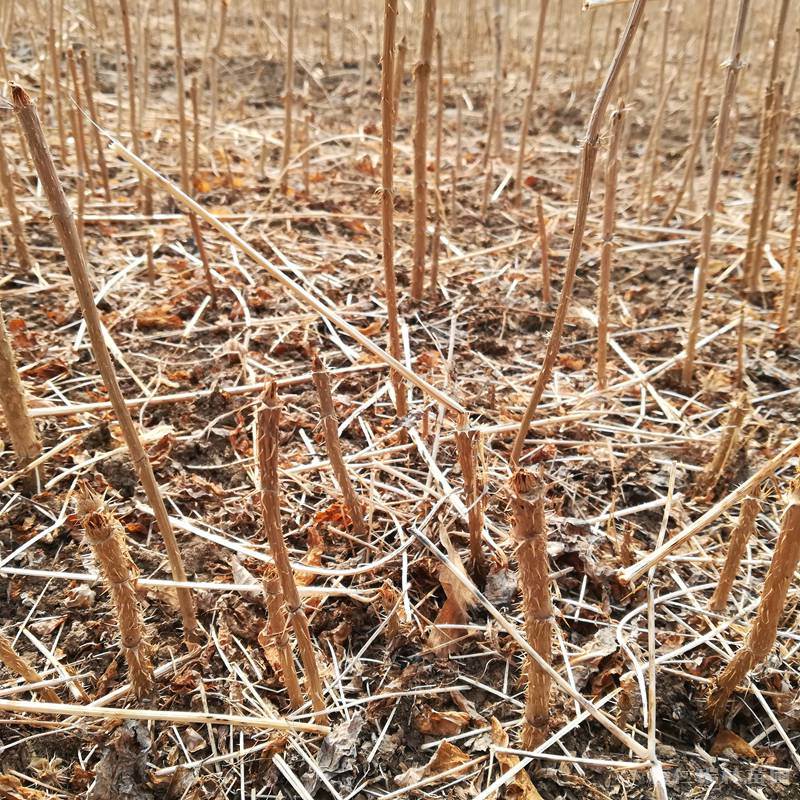 基地直供 高产抗寒 一年生 刺嫩芽苗 瑞林苗圃