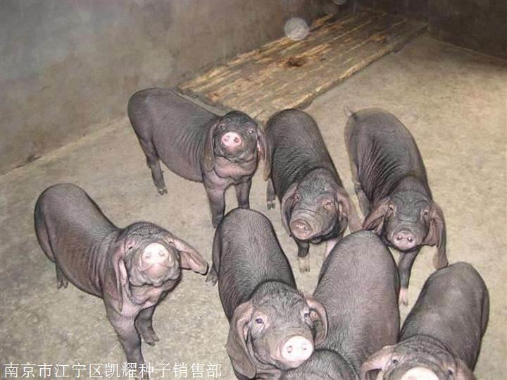 雅安太湖母猪价格 雅安太湖母猪的价钱