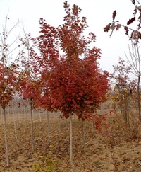红栎价格，2019年红栎树苗价格
