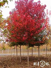 美国红栎价格，移植美国红栎树苗价格