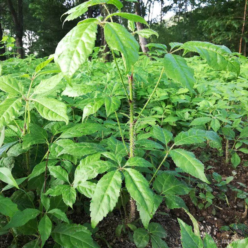 辽宁长梗刺五加苗刺五加苗基地五加皮苗价格优惠