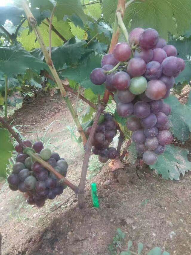 葡萄苗供应出售 葡萄苗培育基地批发价格