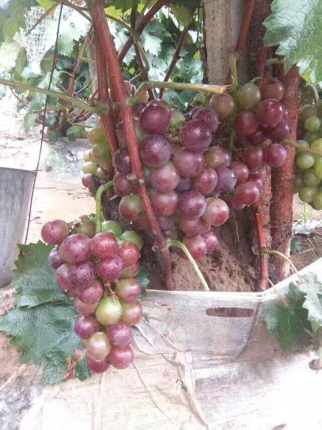 供应葡萄苗 批发葡萄苗 基地葡萄苗 价格葡萄苗