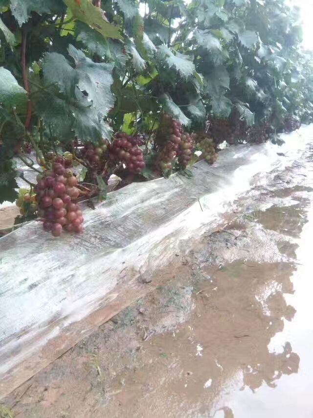 优质葡萄苗供应 鑫利源葡萄苗种植基地