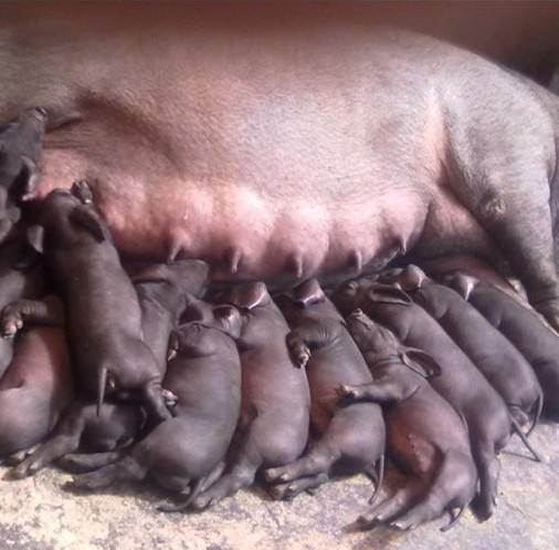 九江太湖母猪价格 九江太湖母猪的价钱