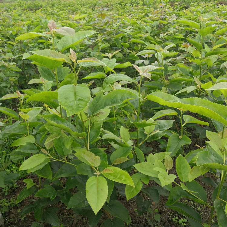 1至3年半枫荷现货供应半枫荷米径